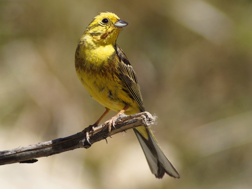 Zigolo Giallo ♂